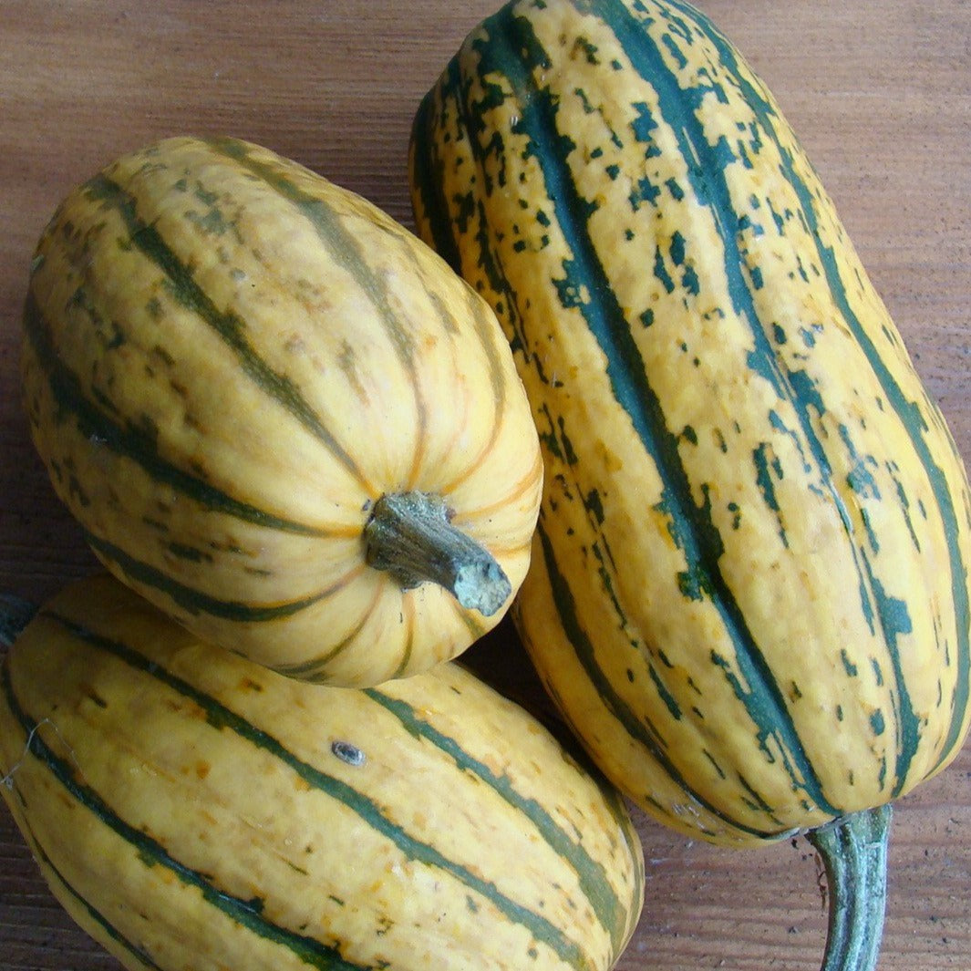 Green Striped Cushaw Squash – Truelove Seeds