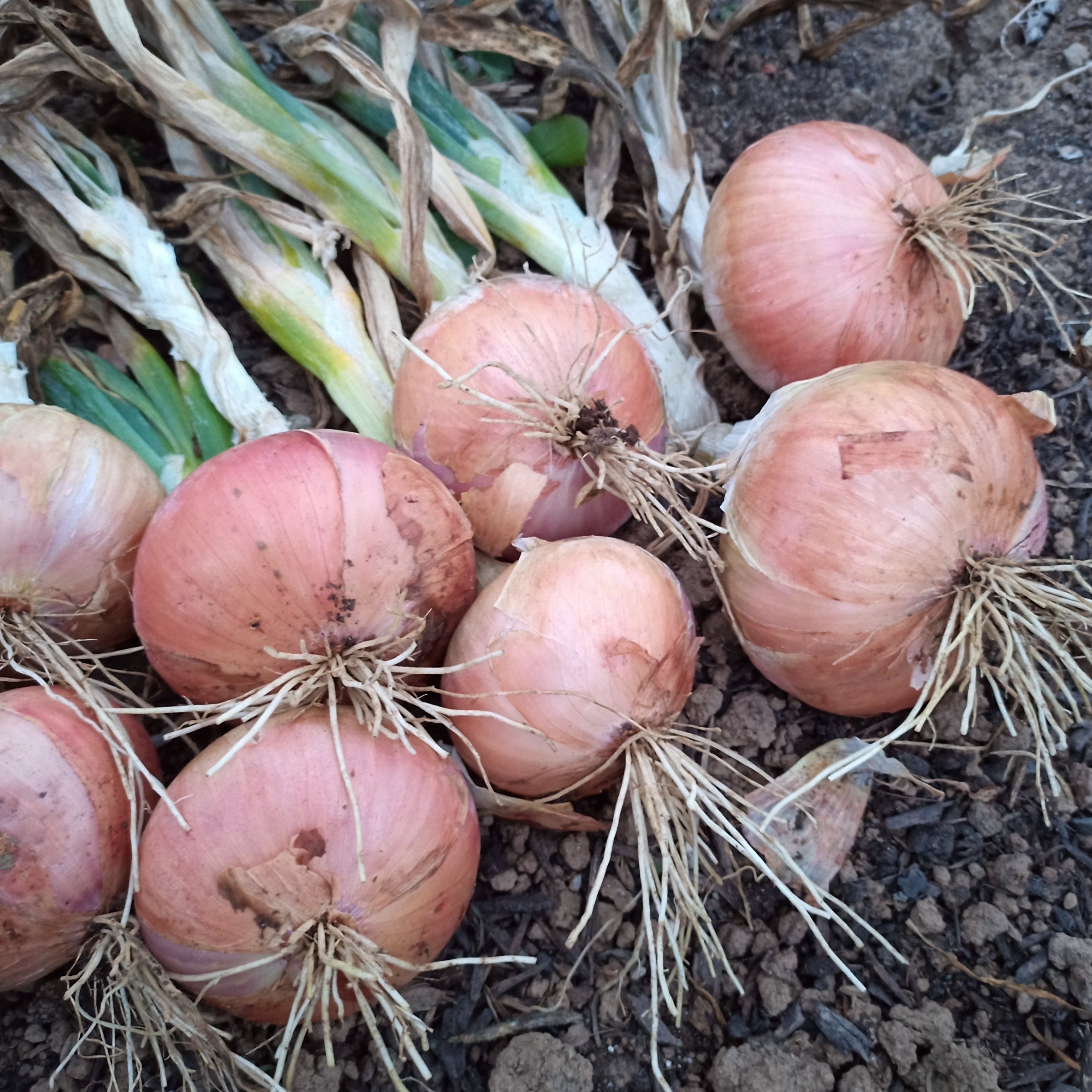Shallot, 'Ed's Red