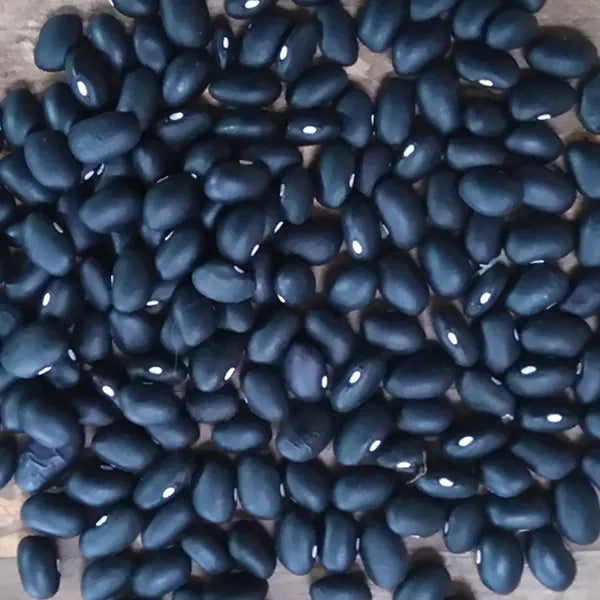 Koronis Purple Kidney Bean – BC Eco Seed Co-op