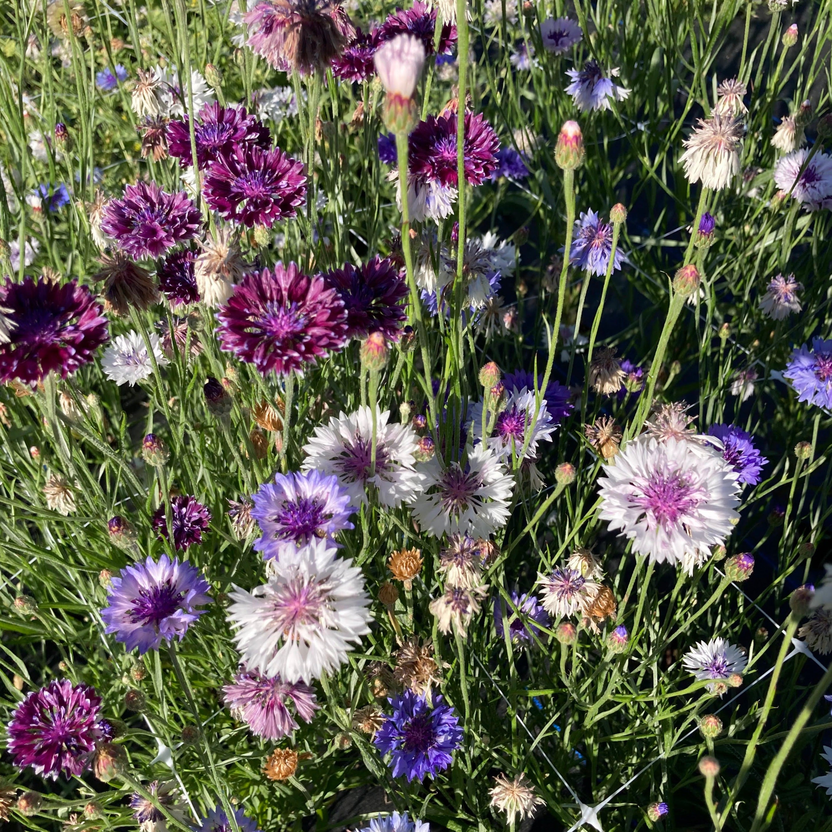 Bachelor's Button Mix - Fedco Seeds