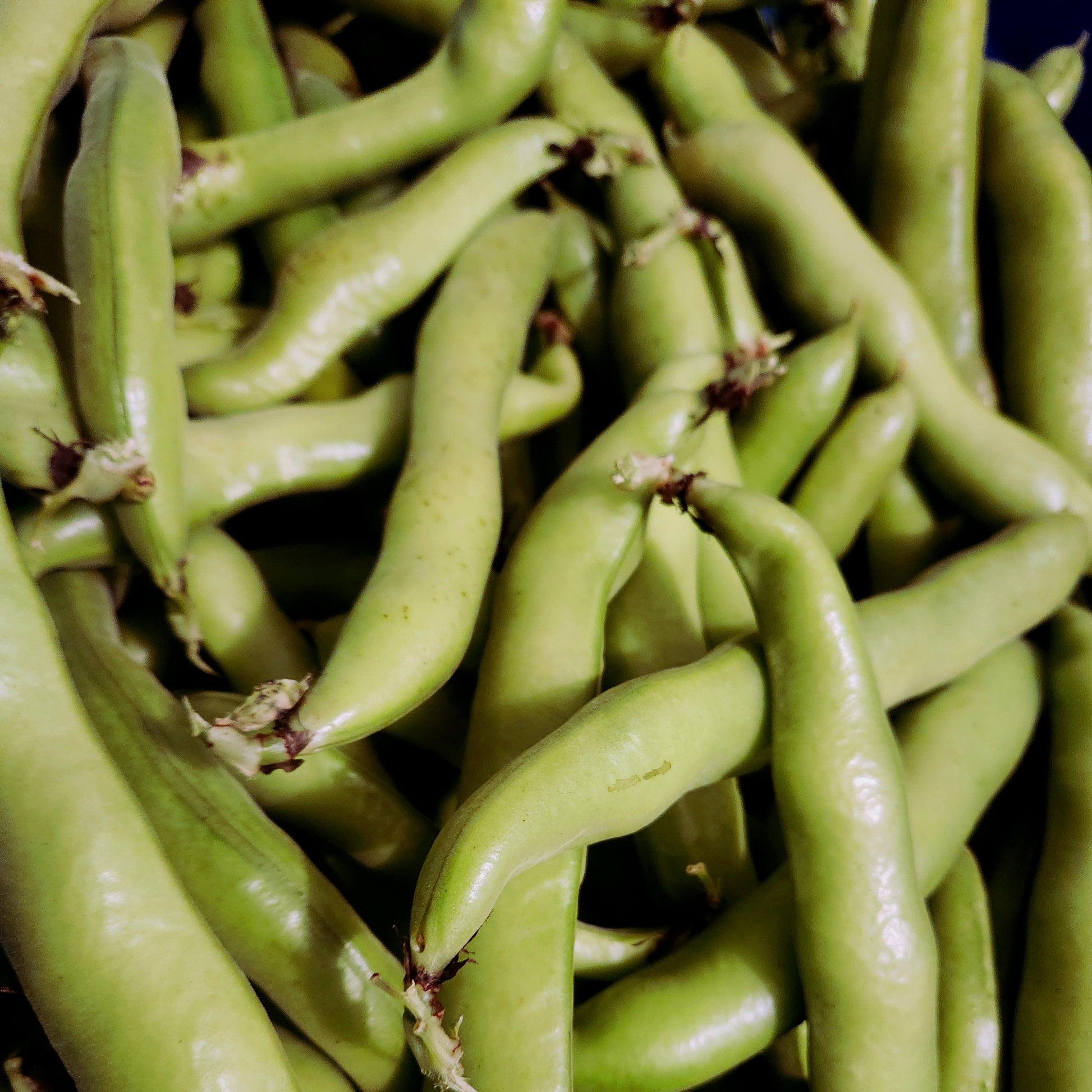 Vroma Fava Bean Grounded Acres