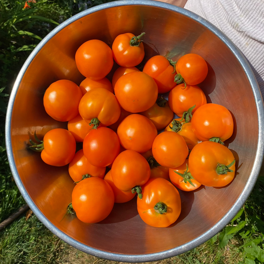 Moonglow Tomato Linnaea Farm