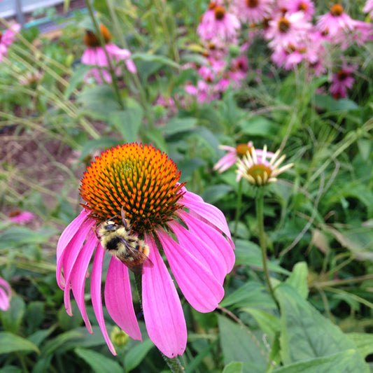 Saanich Organics Echinacea Certified Organic