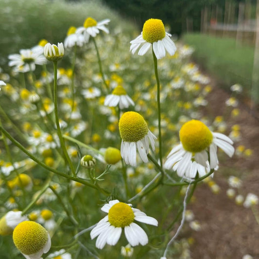 German Chamomile Good Earth Certified Organic