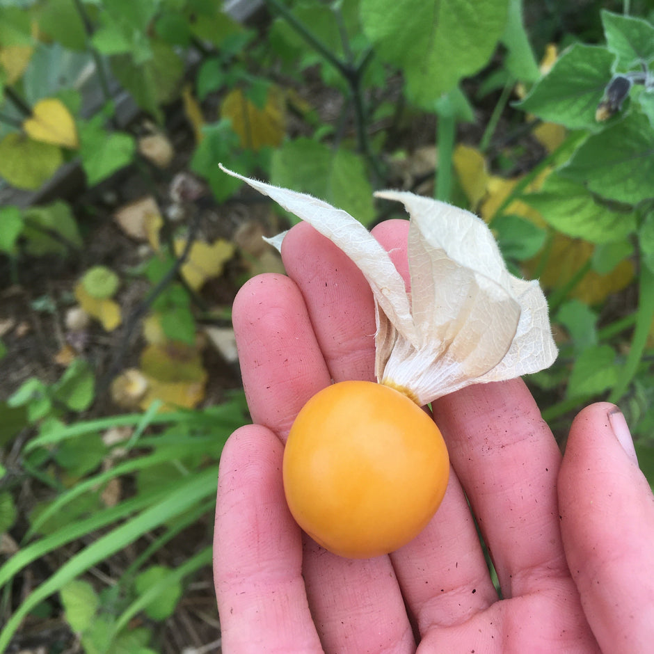 ground-cherry-seed-bc-eco-seed-co-op