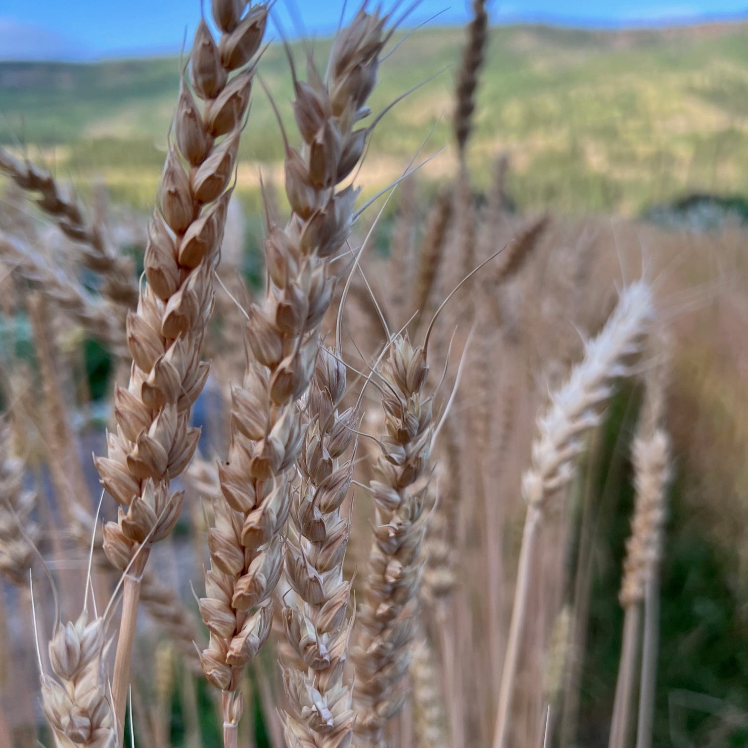 Maris Wigeon Wheat Slow Train Farm Certified Organic