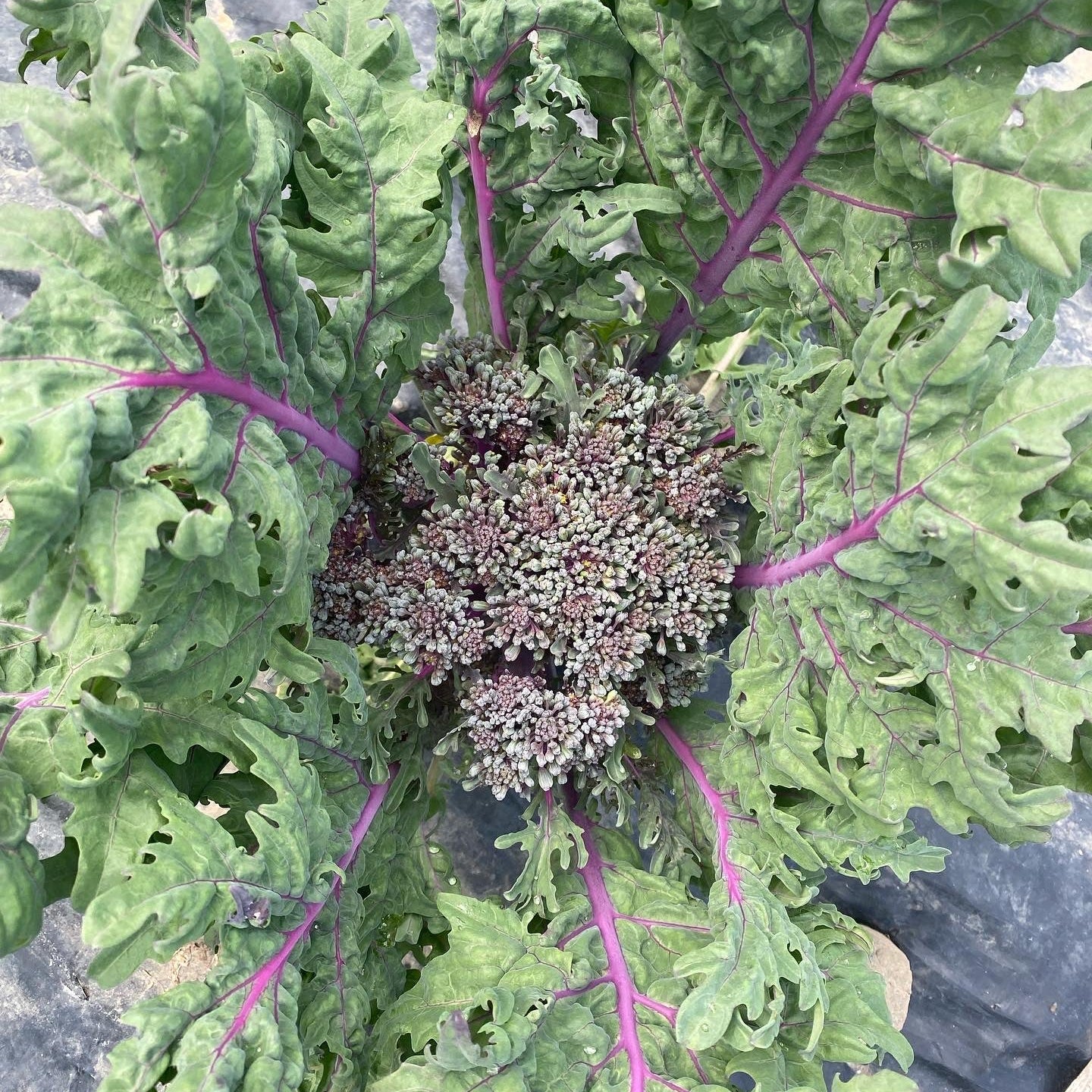 Purple Peacock Broccoli Certified Organic WoodGrain