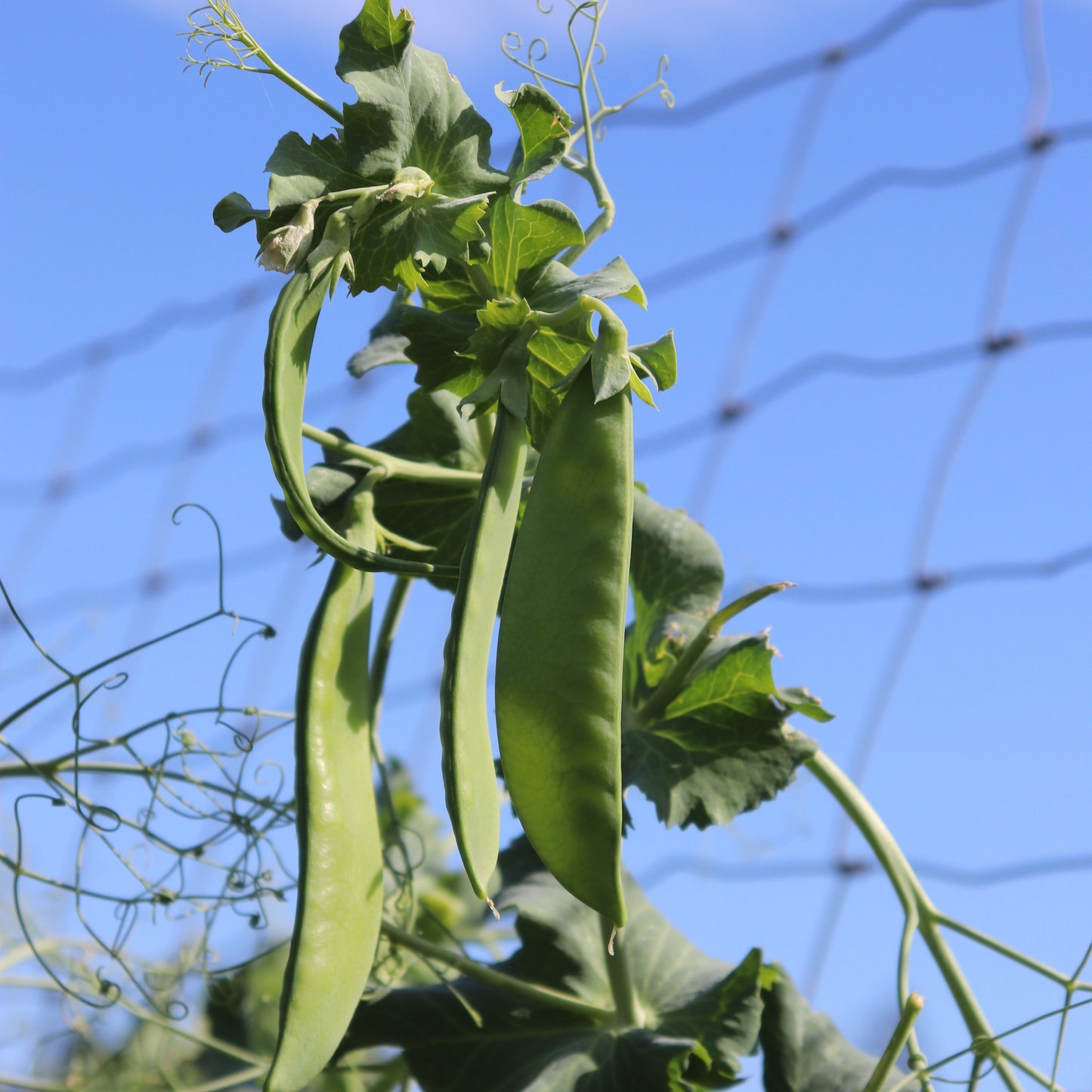 Avalanche Pea UBC Farm Certified Organic