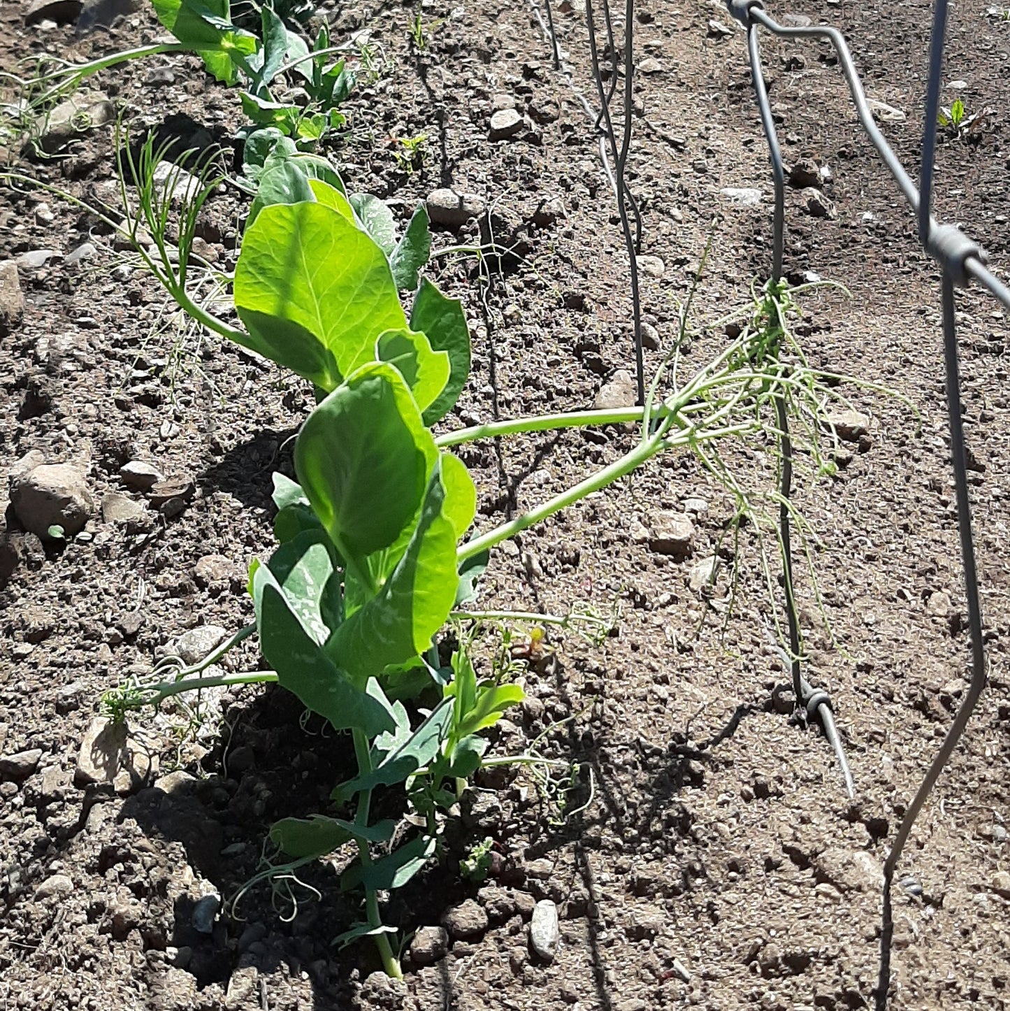 Avalanche Pea UBC Farm Certified Organic