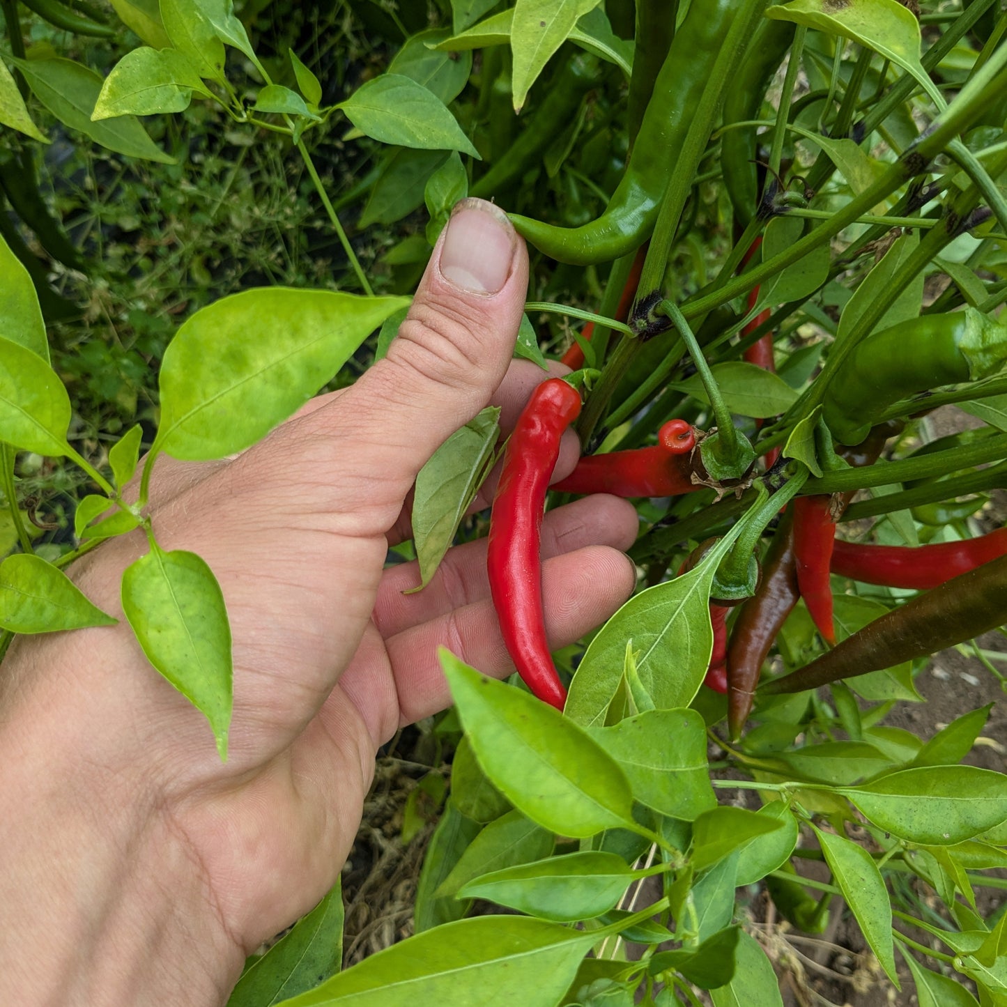 Ring-O-Fire Pepper Certified Organic UBC Farm