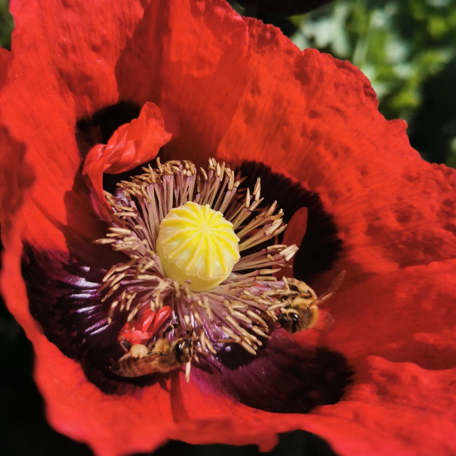 Opium Poppy – Bc Eco Seed Co-op