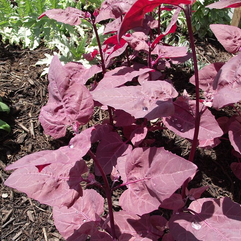 Purple Orach Glorious Organics Certified Organic