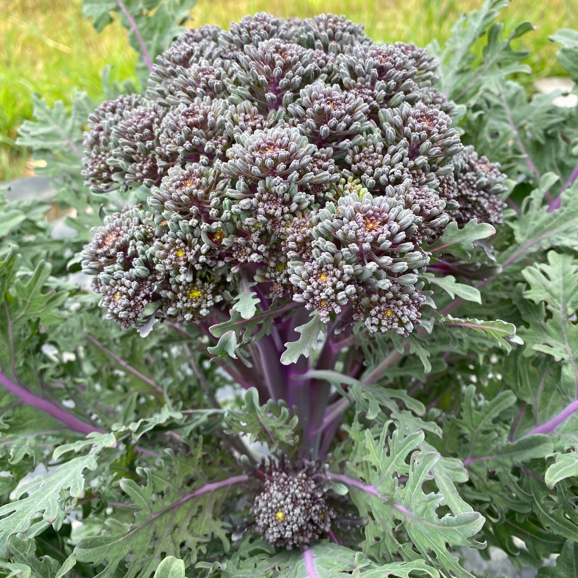 Purple Peacock Broccoli Certified Organic WoodGrain