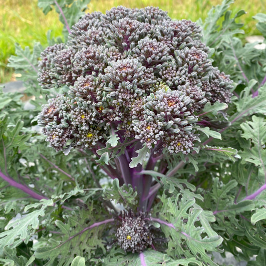 Purple Peacock Broccoli Certified Organic WoodGrain