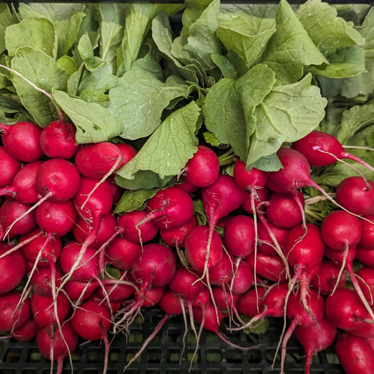 Sora Radish Certified Organic UBC Farm