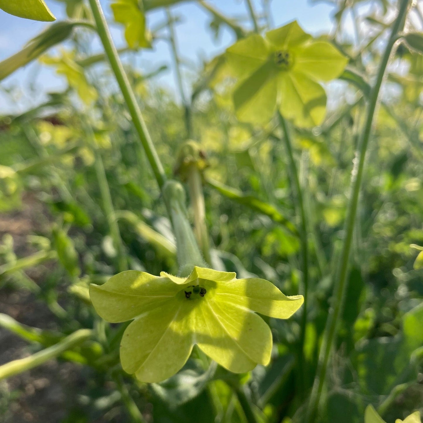 Lime Green Nicotiana River and Sea Certified Organic