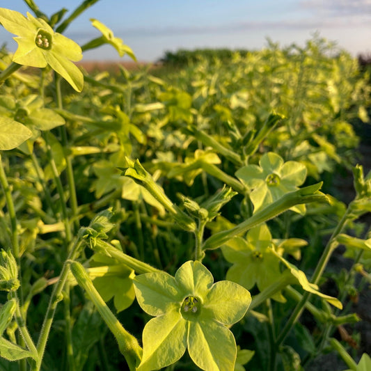 Lime Green Nicotiana River and Sea Certified Organic