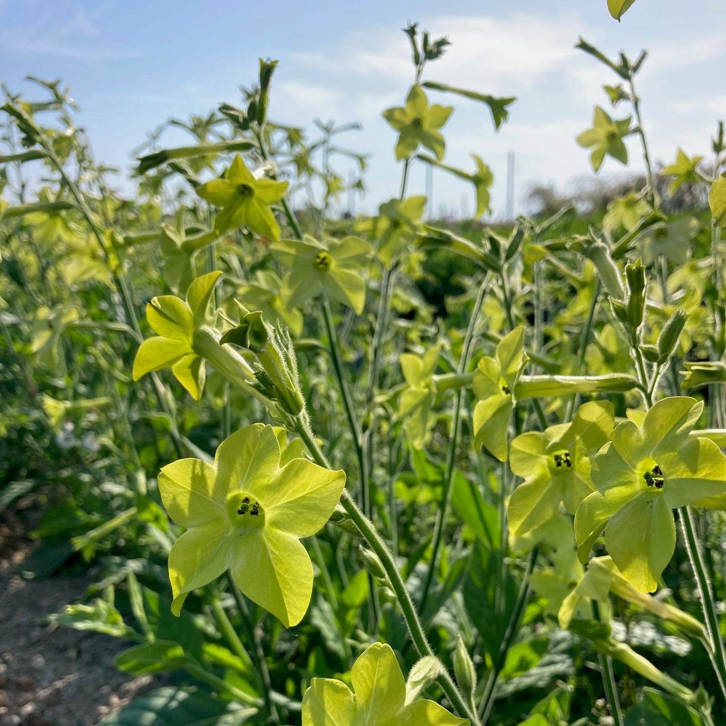 Lime Green Nicotiana River and Sea Certified Organic