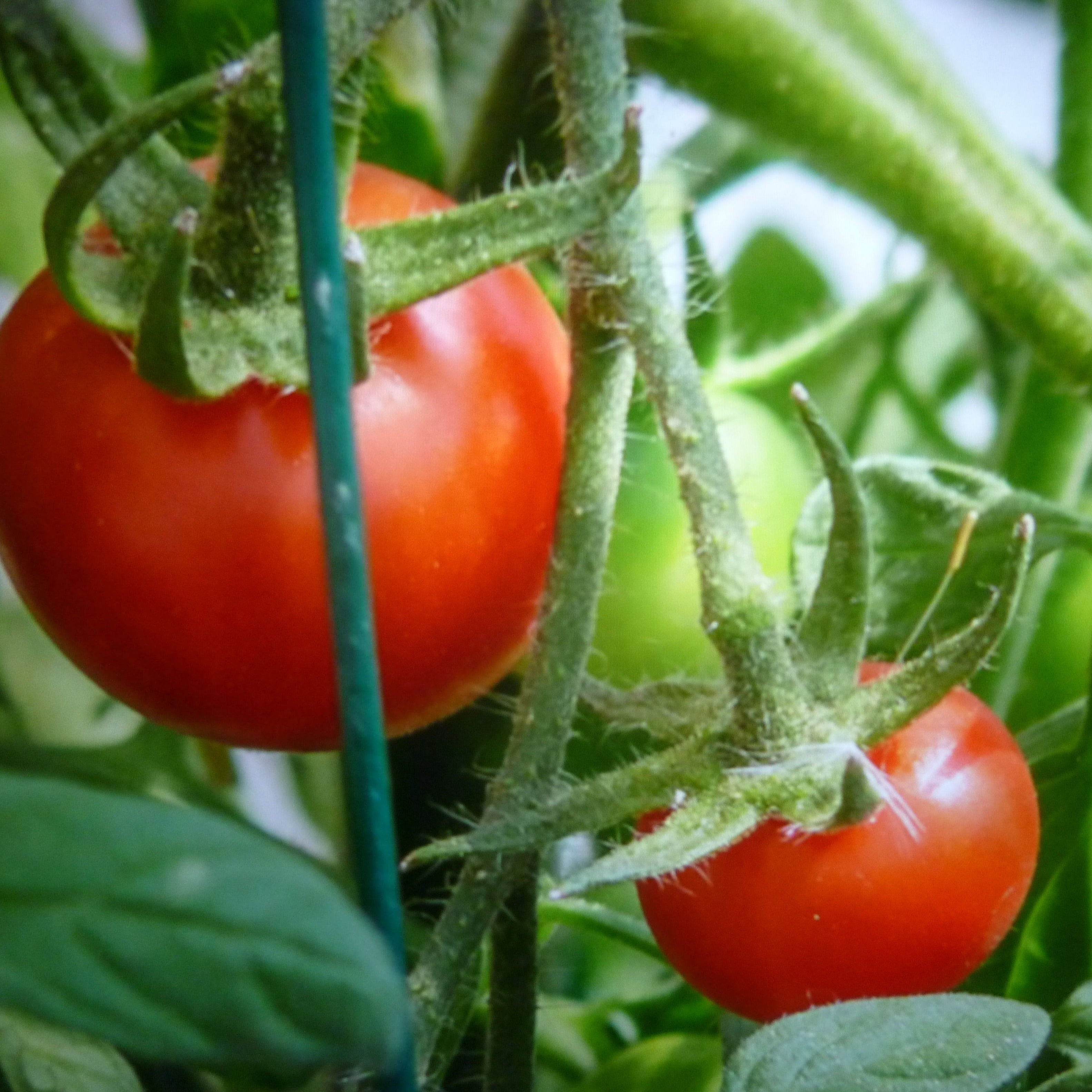 Scotia Tomato – BC Eco Seed Co-op