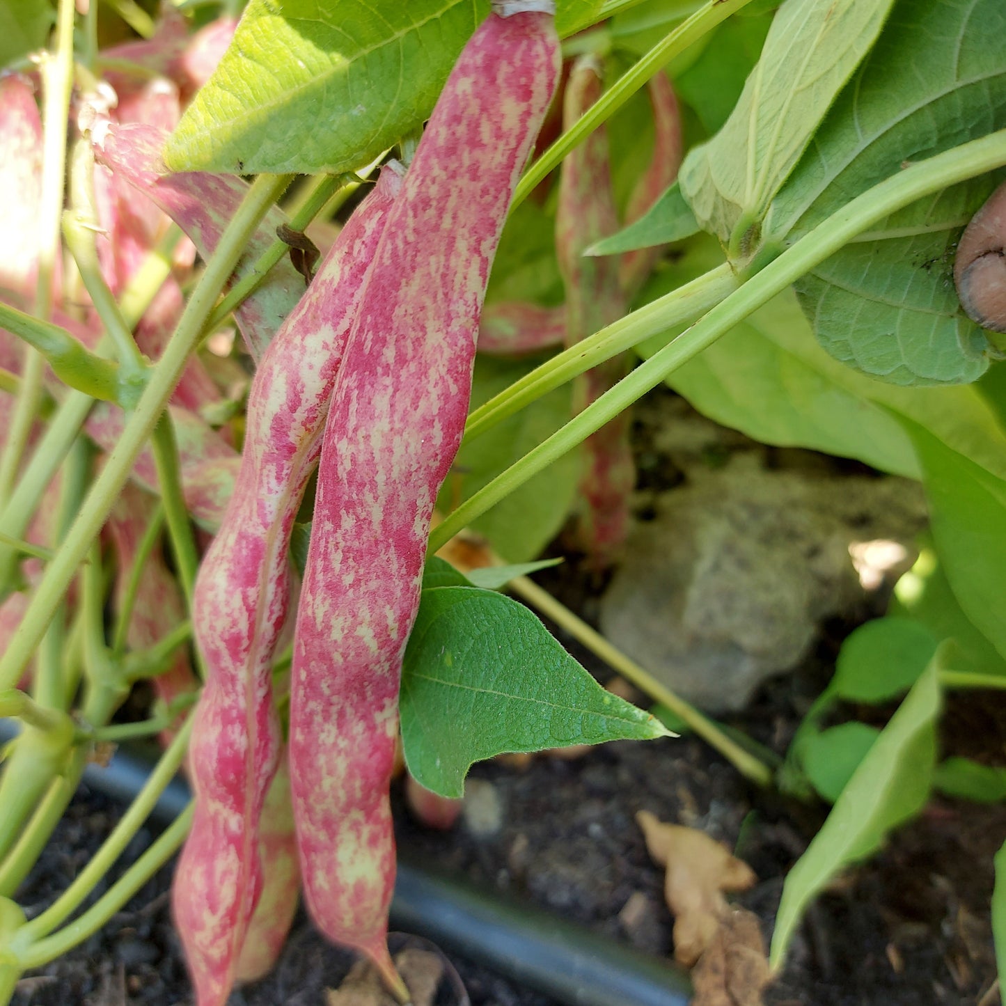 Fiesta Bush Bean Sowing Kits