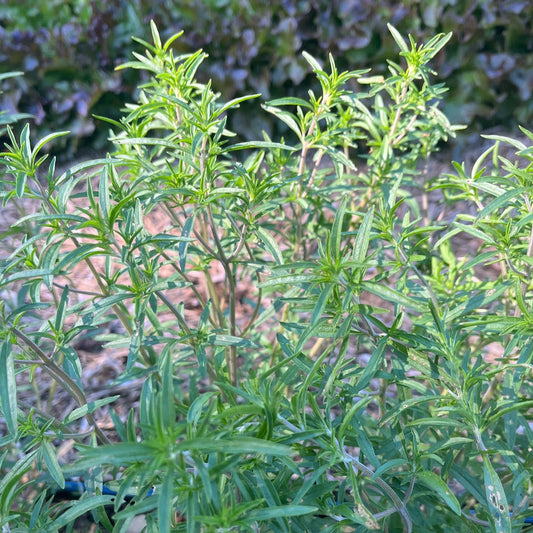 Summer Savory Certified Organic Good Earth Farms