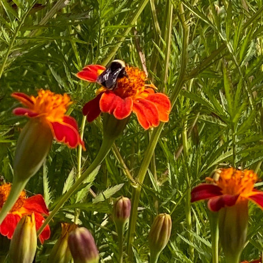 Taj Mahal Marigold Good Earth Farms Certified Organic