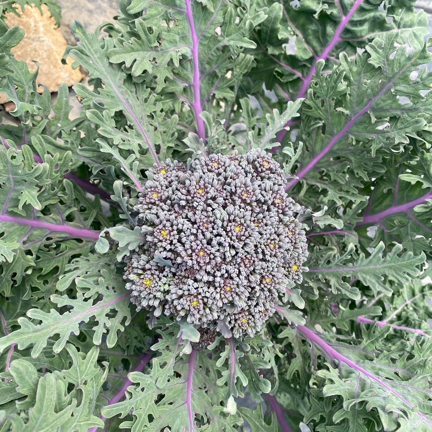 Purple Peacock Broccoli Certified Organic WoodGrain