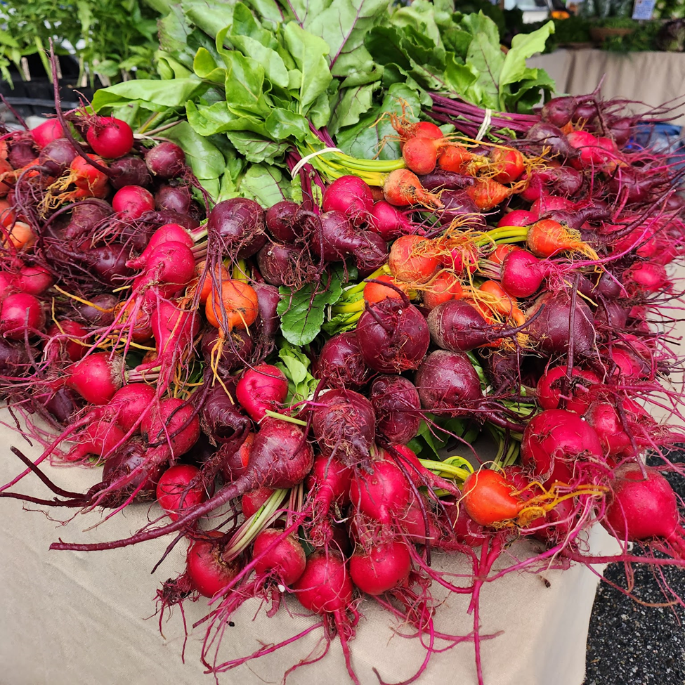 Rainbow Mix Beet Grounded Acres