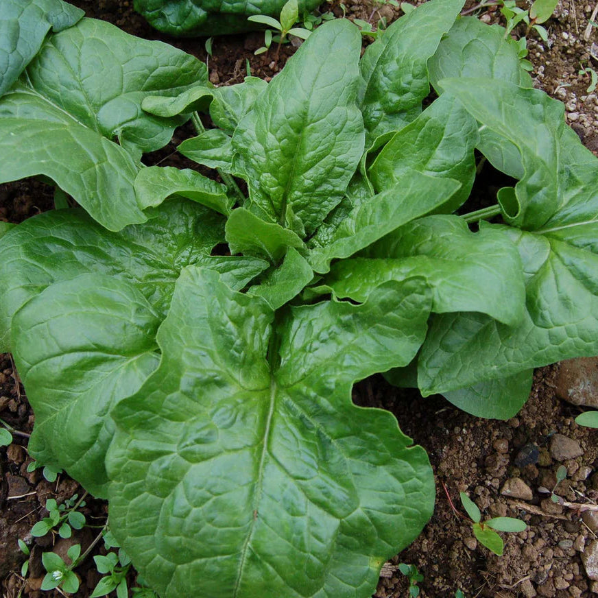 Giant Winter Spinach Full Circle Seeds Certified Organic