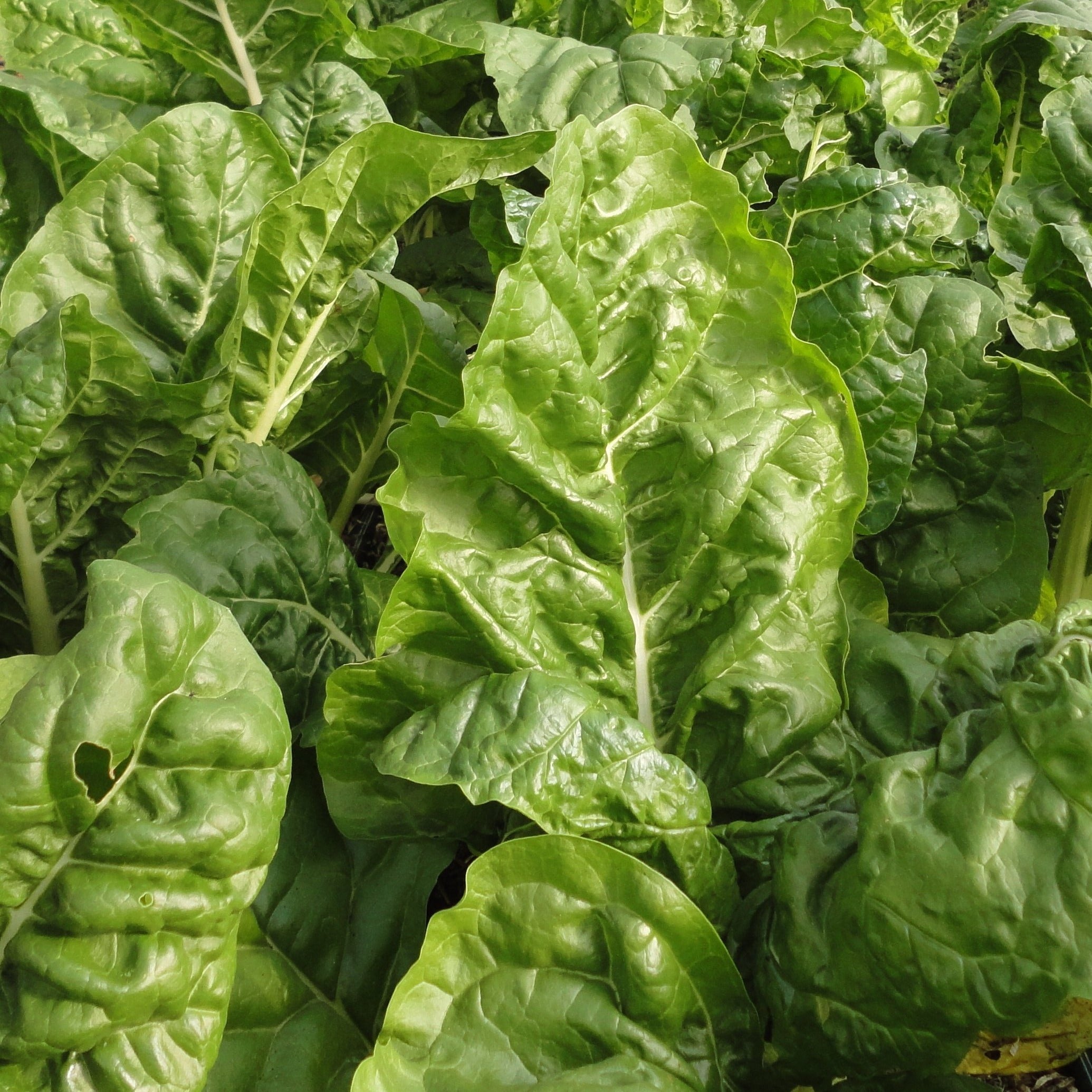 Fordhook Giant Chard – BC Eco Seed Co-op